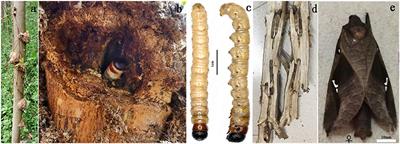 Olfactory Proteins and Their Expression Profiles in the Eucalyptus Pest Endoclita signifier Larvae